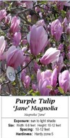 Magnolia Purple Tulip Jane