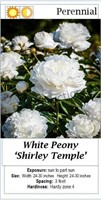 Peony White Double Shirley Temple