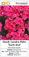 Garden Phlox Red
