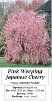 Weeping Pink Japanese Cherry Tree