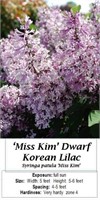 Lilac Miss Kim Dwarf Pink Fragrant