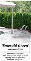 Emerald Green Arborvitae