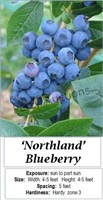 Blueberry Northland