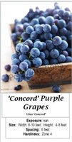 Grape Vine Purple Concord