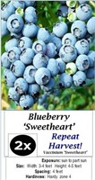 Blueberry Sweetheart Double Pick