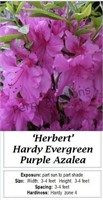 Azalea Purple Evergreen Hardy Herbert