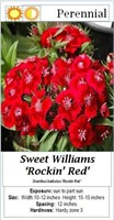 Sweet william Red Rockin'