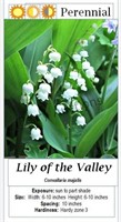 Lily of the Valley White