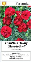 Dianthus Red Electric Dwarf