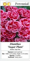 Dianthus Sugar Plum Pink Bicolor