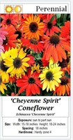 Coneflower Mixed Colors Cheyenne