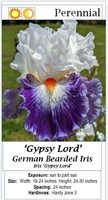 Bearded Iris Blue- White Gypsy Lord