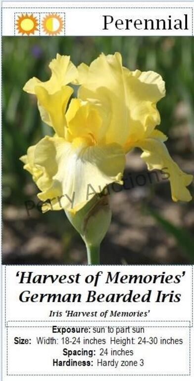 Bearded Iris Yellow Harvest of Memories