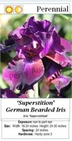 Bearded Iris Purple - Black Superstition