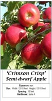 Apple Tree Crimson Crisp