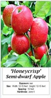 Apple Tree Honey Crisp
