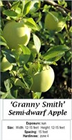 Apple Tree Granny Smith