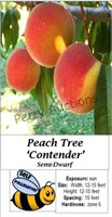 Peach Tree Contender Freestone