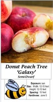 Pech Tree Donut Galaxy
