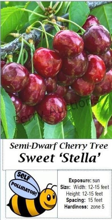 Sweet Cherry Tree Stella