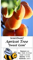 Apricot Tree Sweet Gem