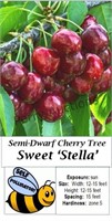 Sweet Cherry Tree Stella