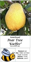 Pear Tree Sweet Keifer