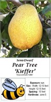 Pear Tree Sweet Keifer