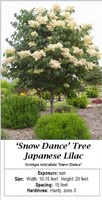 Tree Lilac White Japanese Snow Dance