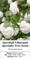 Tree Viburnum Snowball White