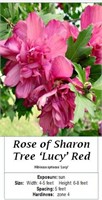Tree Rose of Sharon Red Lucy