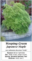 Weeping Green Japanese Maple Viridis