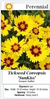 Coreopsis Sunkiss Yellow & Red