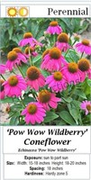 Coneflower Purple Pow Wow Wildberry