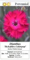 Dianthus Magenta Red Colorpop