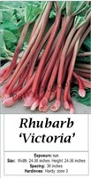 Rhubarb Red Victoria