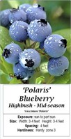 Blueberry Polaris