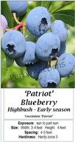 Blueberry Patriot