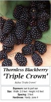 Blackberry Thornless Triple Crown