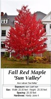 Maple Tree Fall Red Sun Valley