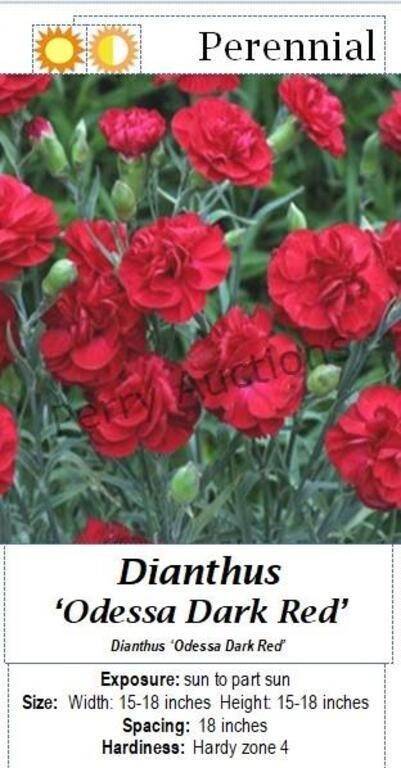 Dianthus Dark Red Odessa