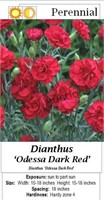 Dianthus Dark Red Odessa