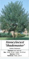 Shademaster Honeylocust Tree