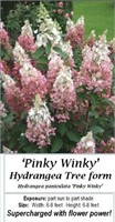 Hydrangea Tree Pinky Winky
