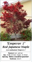 Red Japanese Maple Emperor