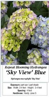Hydrangea Ligh Blue Sky View Rebloomer