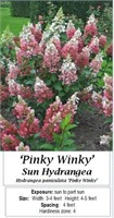 Hydrangea Sun Pinky Winky