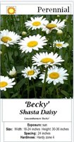Shasta Daisy White Becky