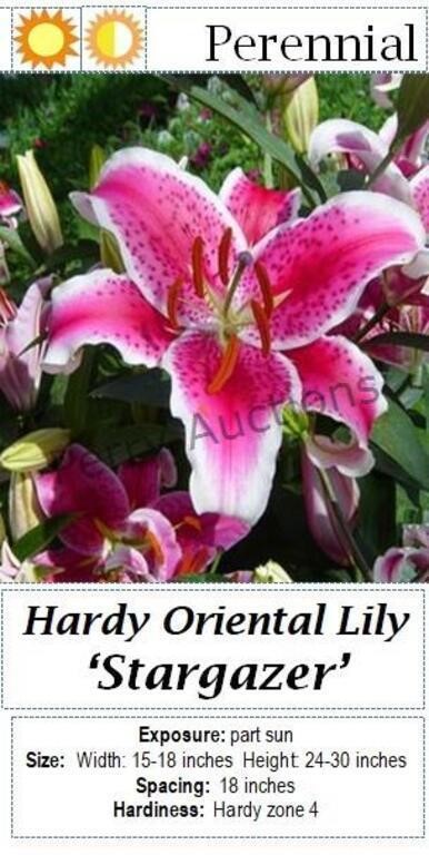 Lily Pink Fragrant Oriental Stargazer