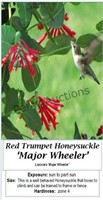 Honeysuckle Vine Red Major